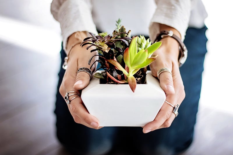 Indoor Planting