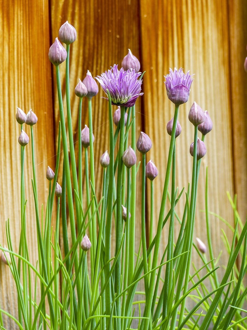 Chives