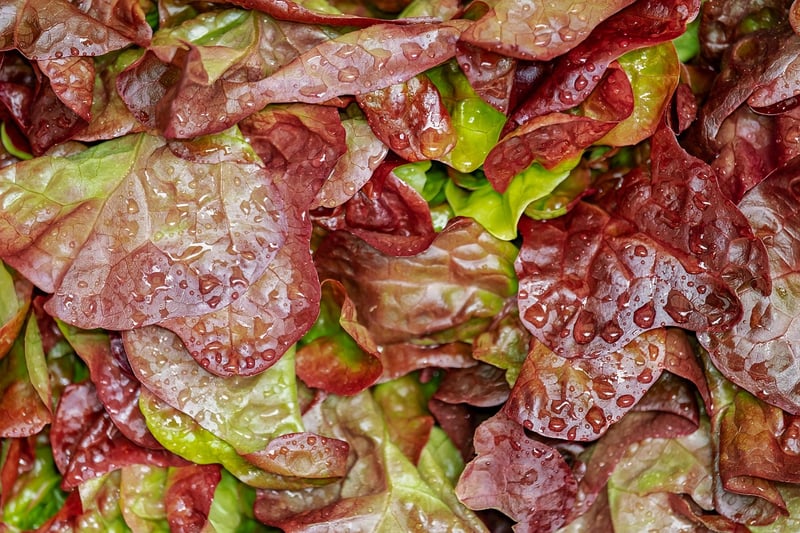 Lettuce